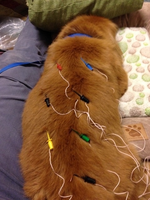 electrostimulation for dogs, patrick mahaney, holistic medicine for pets