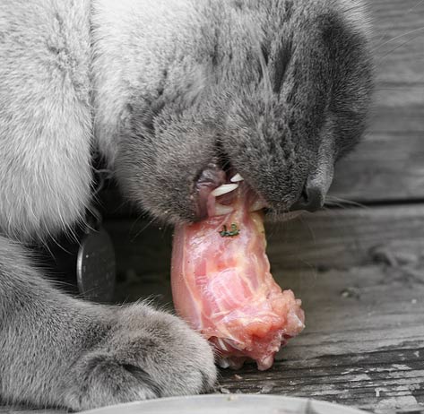 Kočka jíst syrové kuřecí krk, syrová strava, strava barf, krmení koček zdravých potravin, vyváženost živin pro domácí mazlíčky