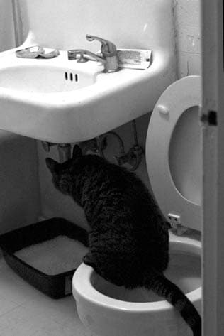 Blocked cat on toilet, urinary issue, blocked male cats, blocked urinary in cats, blocked urethra