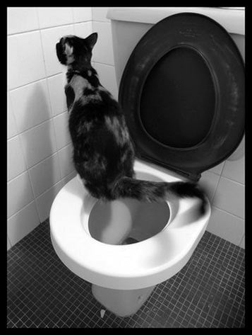 Cat, kitten refusing to use litter box and sitting on toilet, peeing outside the box, cat using toilet