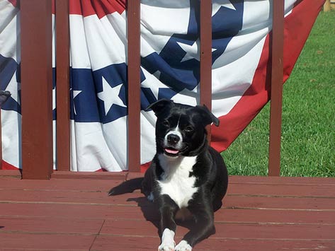 Dog next to American flag banner