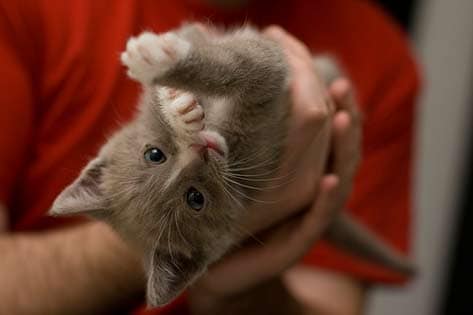 Kitten upside down, healthy kitten, herditary conditions, pet insurance
