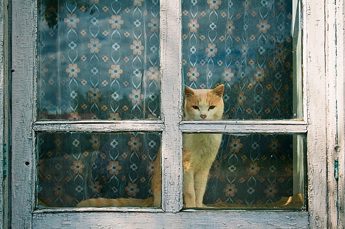 Cat At Home Windows