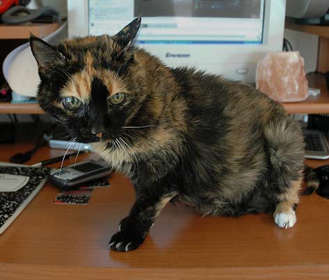 Arthritic cat in front of computer