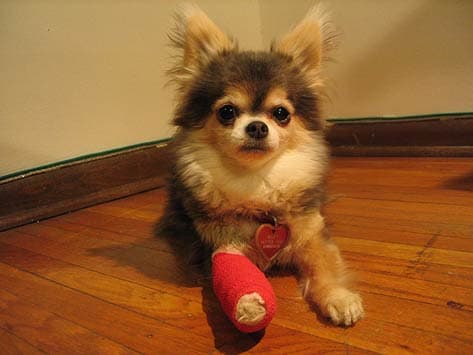 Chihuahua dog with bandage, injured dog, insurance for pets, per incident deductibles, annual deductibles,