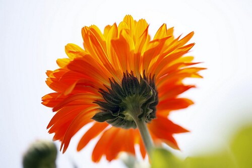 A calendula flower glistening in the sun