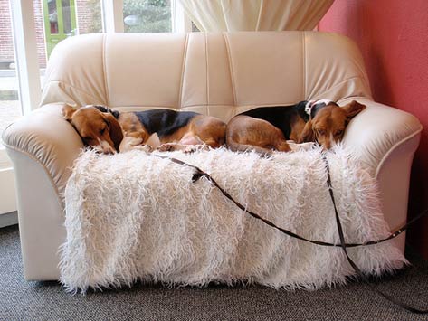Twin beagle dogs on couch, pet insurance, pet insurance claim, pet insurance policy, per-incident maximum, pet insurance benefits