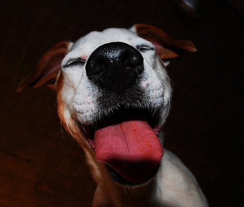 Tongue Talk Anatomy Of A Dogs Tongue Petmd