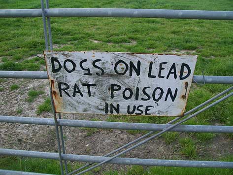 Dog, rat poison, open field, pets poisoned by rat, mouse poisons, cat poisoned, mouse poison