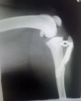x-ray of dog knee, dog x-ray, cruciate ligament