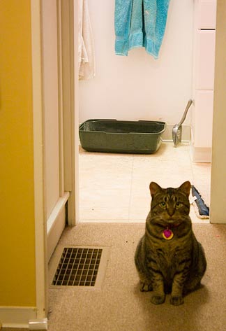 Cat in bathroom in front of litter box, inappropriate urination, fic, urinary infections in cats, bacterial infections in cats, bladder stones in cats