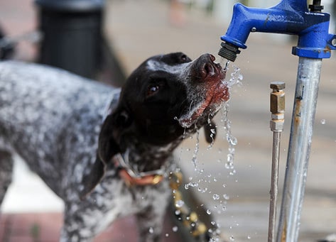 Dog drinking water from outside faucet