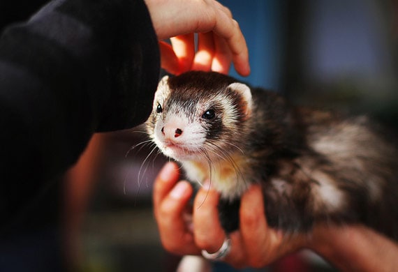 20 Best Reasons to Choose a Ferret