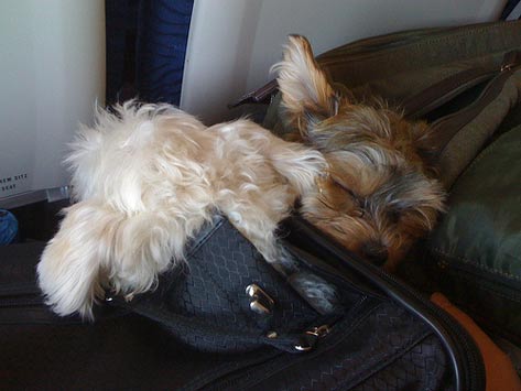 Puppy on top of travel bag, traveling with puppy, traveling with dog, travel safely with dogs, road trip with dog