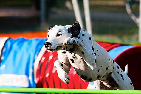 Dalmatian running in dog agility course