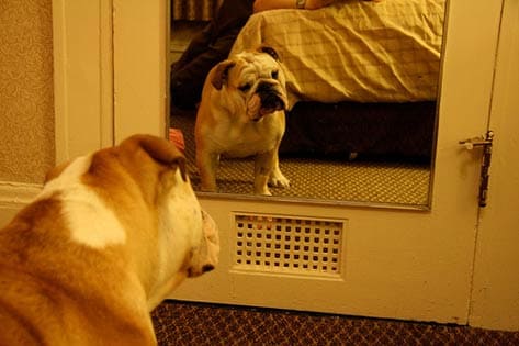 Bulldog staring into a mirror, buying insurance for your pet