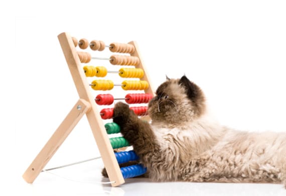 8-cat-on-abacus