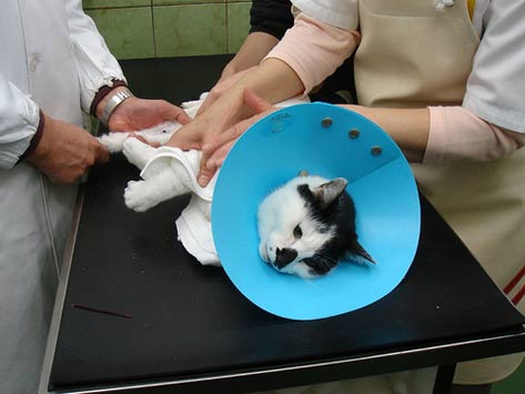 Cat in the hospital, cat in cone, cat at vet, injured cat