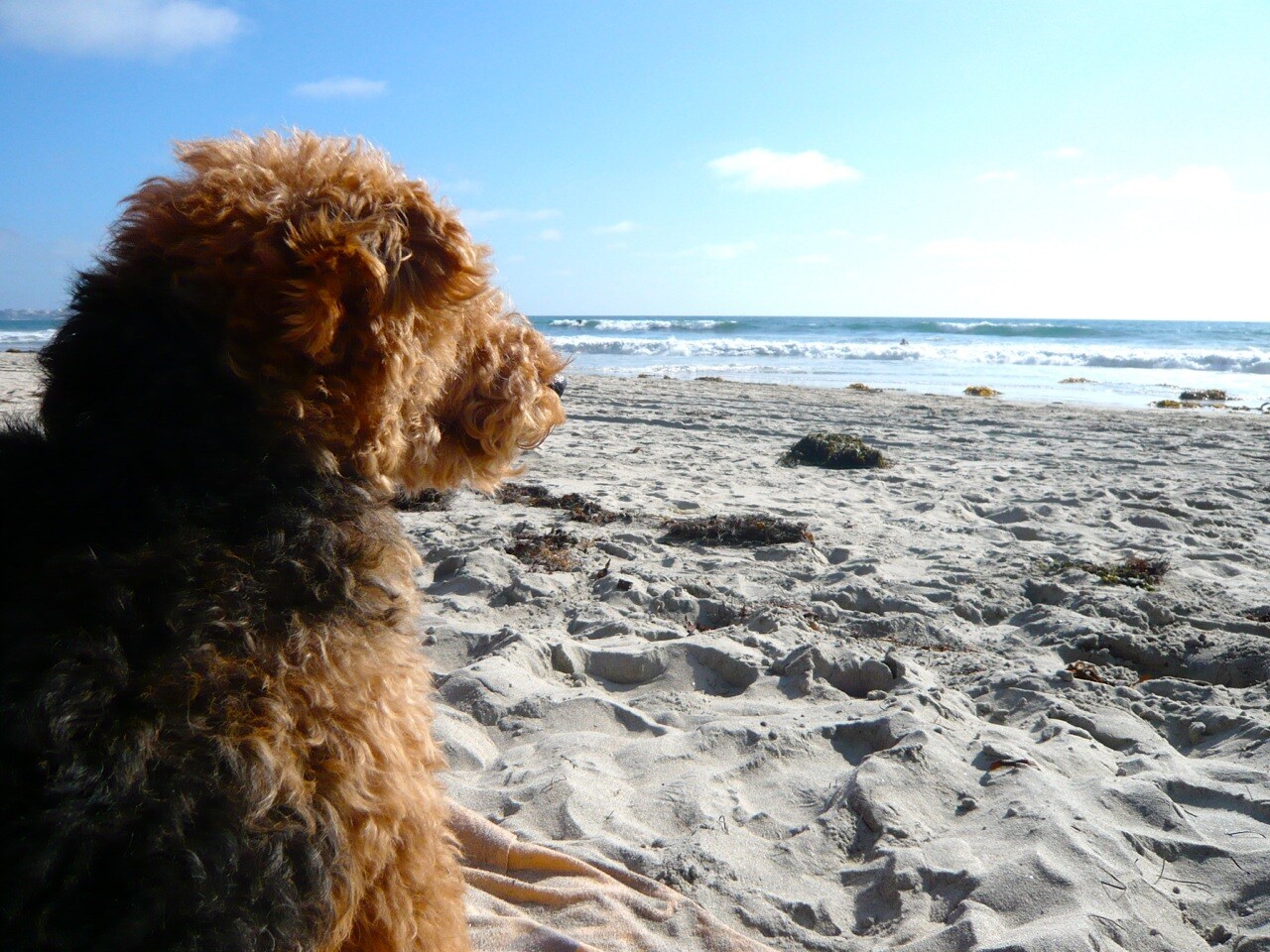 cardiff, dog at beach, summer heat
