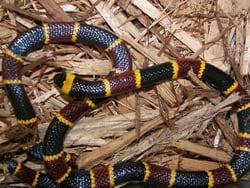 Eastern Coral Snake, poisonous to dogs
