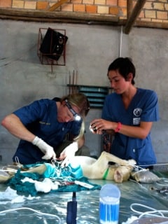 spay surgery, patrick mahaney, amazon cares, pregnant dog surgery