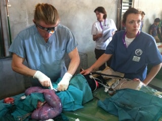 spay dog, pregnant, dog surgery, animal population control, amazon cares, patrick mahaney