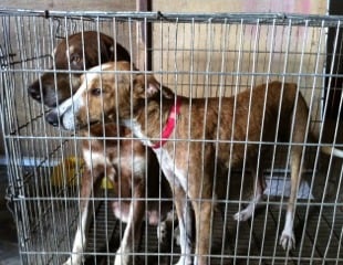 street dogs, dogs peru, peruvian dogs, amazon cares, dr. patrick mahaney, dogs in cage