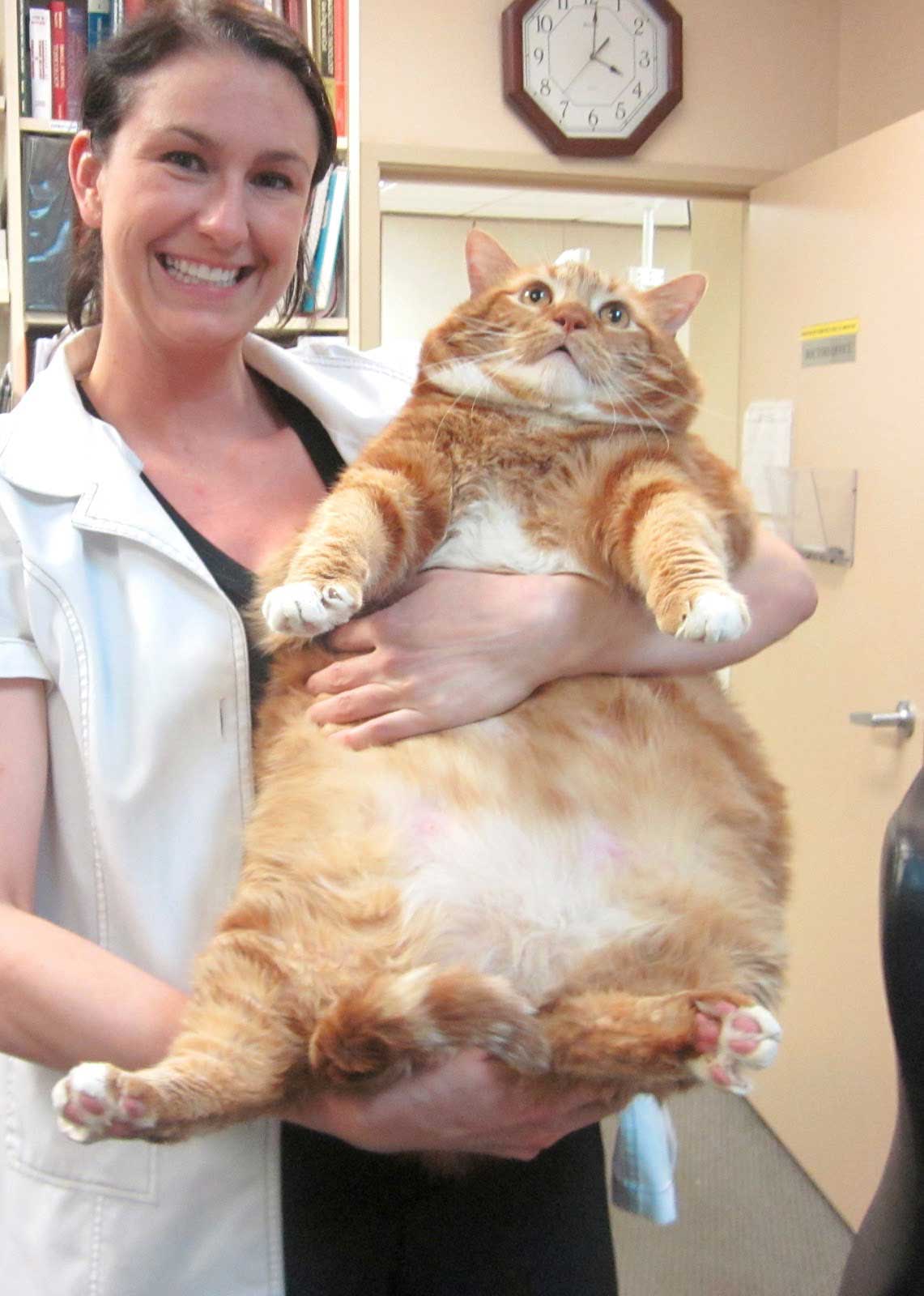 Health Implications Associated with Pet Obesity — Dr. Patrick Mahaney