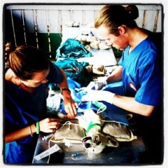 veterinary, dr. patrick mahaney, amazon cares, helping dogs, homeless dogs, street dogs, peruvian dogs, dogs peru