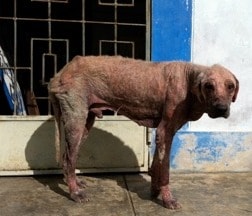 homeless dog, peru dog, peruvian dog, sick dog, street dog