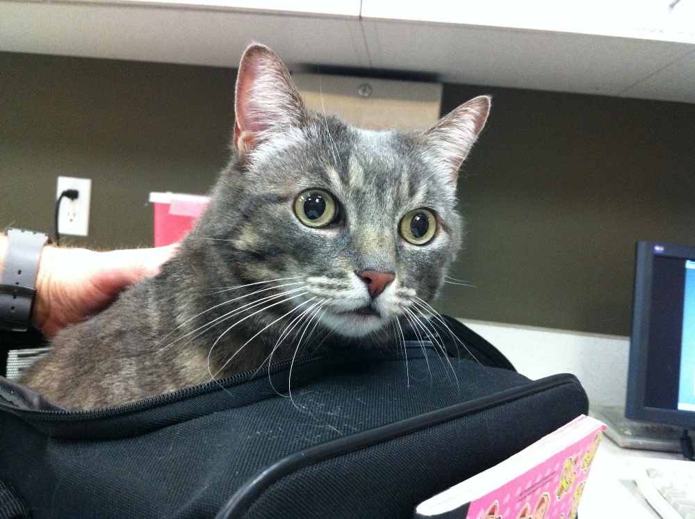 cat from hell, sick cat, patrick mahaney