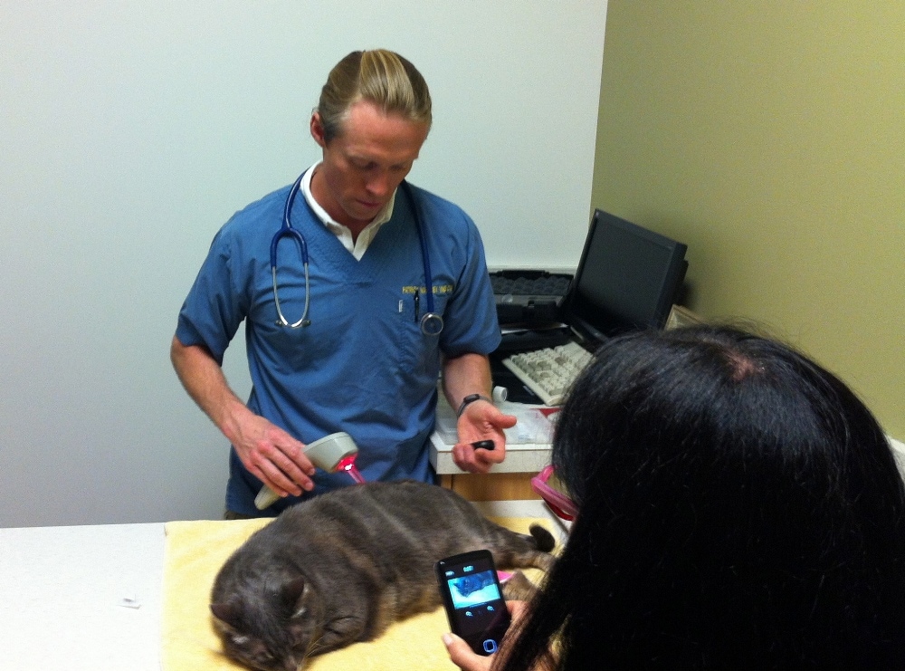 cat from hell, sick cat, patrick mahaney