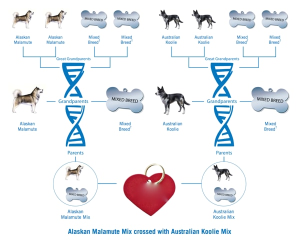 genetic testing for dogs, mixed breed dog, alaskan malamute, australian koolie