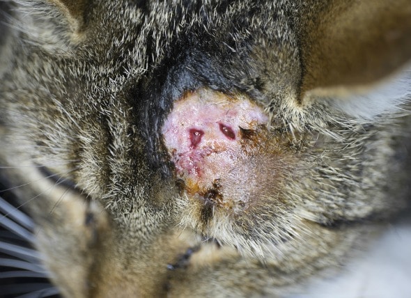 54 Best Photos Ruptured Cat Abscess Burst Hole Health Focus