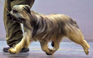 zed, pyrenean shepherd, pyr shep, show dog, westminster dog show