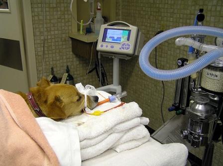 anesthetic procedures, risks of anesthesia, dog getting surgery, dog at vet, anesthetized dog