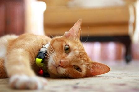 orange cat, fip cat, sick cat