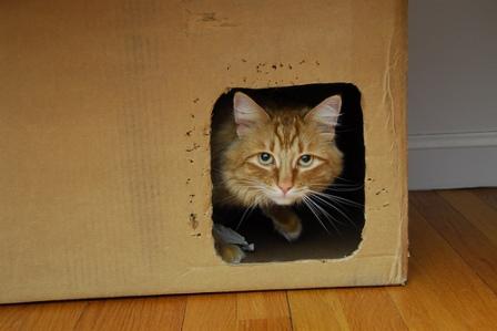 cat in box, bad cat, going outside the litter box