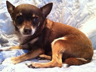 little dog, little brown dog, brown chihuahua, dogs with cancer