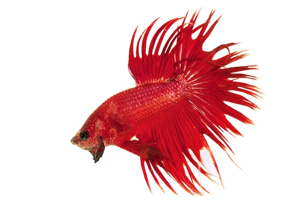 What are some facts about betta fish?