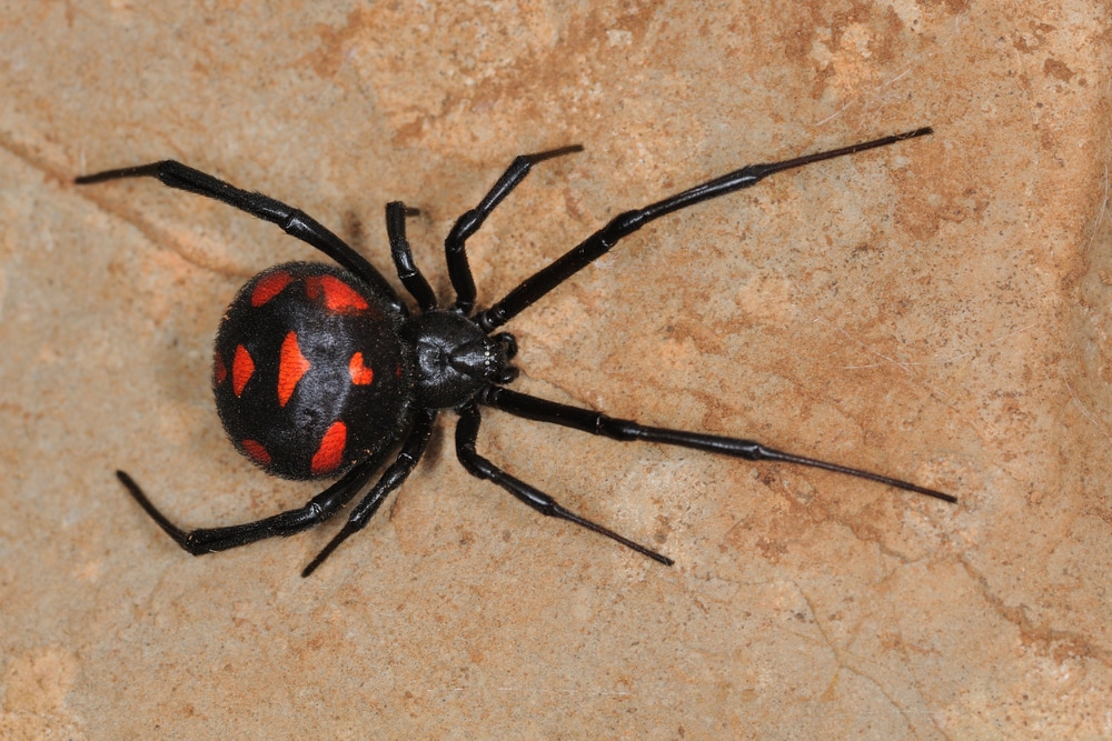 Black widow spider bite symptoms in cats, honey bee removal