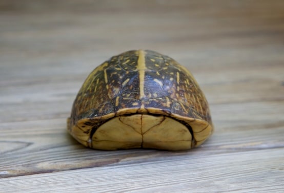 box turtle in shell, box turtle hiding