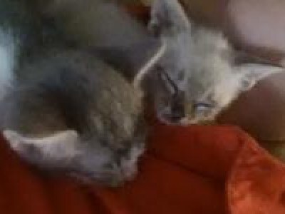 Graysmoke (left) & Snowflake (right)