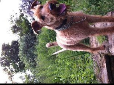 Zeus - Male Puppy Names | petMD