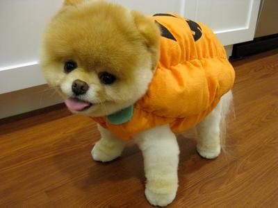What dog breed is Boo?