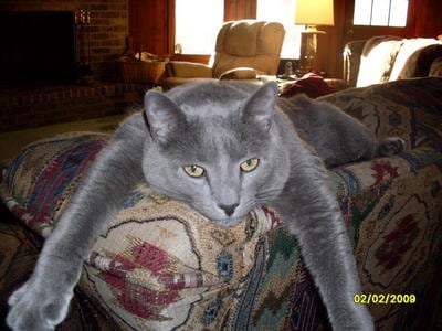 russian blue size