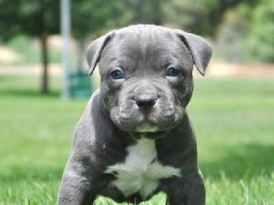 What are some female pit bull dog names?