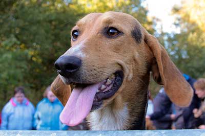 Kerry Beagle DogsKerry Beagle Dog Breed Info & Pictur