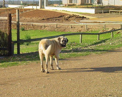 Spanish Mastiff Dog Breed Info & Pictures petMD
