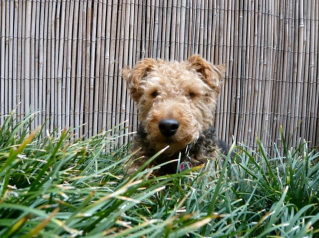 cardiff, dr. mahaney, dog in grass, dogs eating grass, why do dogs eat grass